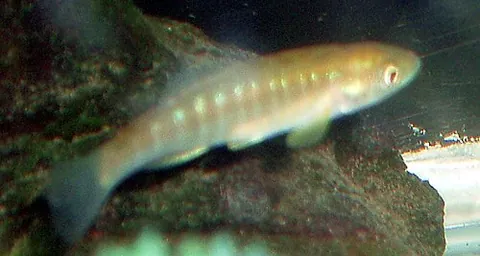 banded killifish: a topminnow of the species Fundulus diaphanus
