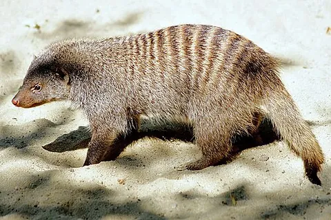 banded mongoose: a mongoose of the species Mungos mungo, commonly found in the central and eastern parts of Africa