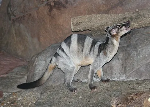 banded palm civet: a small mammal of species Hemigalus derbyanus, native to Indomalaya