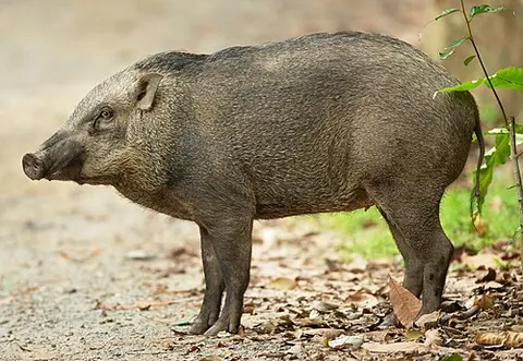 banded pig: sus scrofa vittatus, a subspecies of wild boar found in Southeast Asia