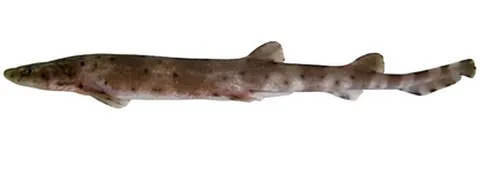banded sand catshark: any of the species Atelomycterus fasciatus of coloured catsharks, found in the Indo-West Pacific...