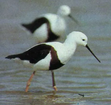 banded stilt: cladorhynchus leucocephalus, a nomadic stilt endemic to Australia