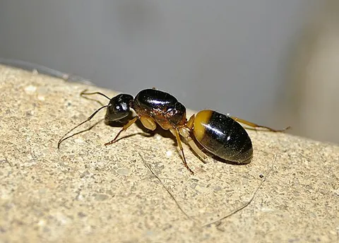 banded sugar ant: an ant of species Camponotus consobrinus, of Australia, with a distinctive orange-brown band around...
