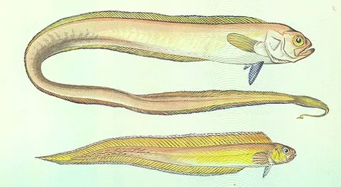 bandfish: any of many perciform fish of the family Cepolidae