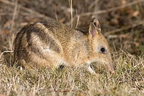 bandicoot: any of various small marsupials of Australia and New Guinea, some with distinctive long snouts, of...