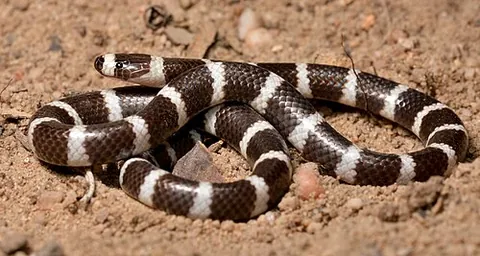 bandy-bandy: any member of the genus Vermicella of venomous elapid snakes