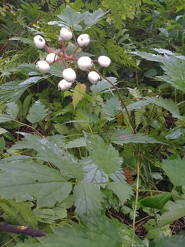baneberry: a flowering plant of the genus Actaea (syn. Cimicifuga)