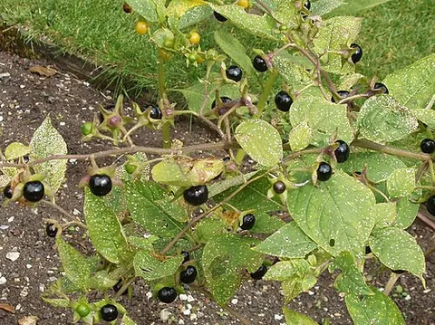 banewort: atropa belladonna, deadly nightshade