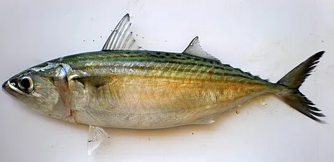 bangda: a fish of the species Rastrelliger kanagurta