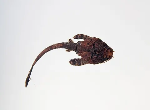 banjo catfish: any of a number of small tropical catfish in the family Aspredinidae, especially the popular...