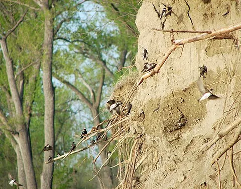 bank swallow: a small American and European swallow (Riparia riparia) that nests in a hole which it excavates in...