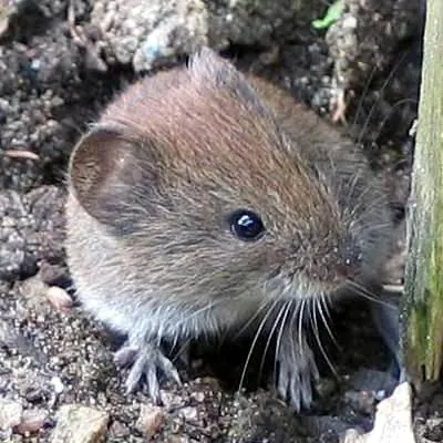 bank vole: a vole of species Clethrionomys glareolus, of much of western Eurasia