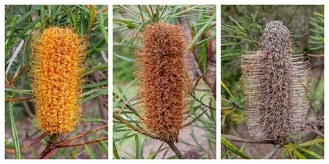 banksia: a plant belonging to the genus Banksia
