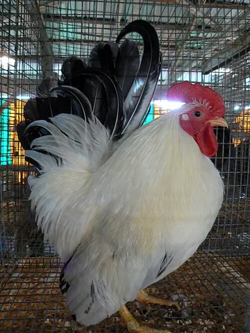 bantam: any of several small chickens, especially of a breed that is a miniature version of another breed