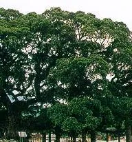 banyan: an Indian trader, merchant, cashier, or money changer