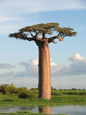 baobab: a tree, Adansonia digitata, native to tropical Africa, having a broad swollen trunk and edible...