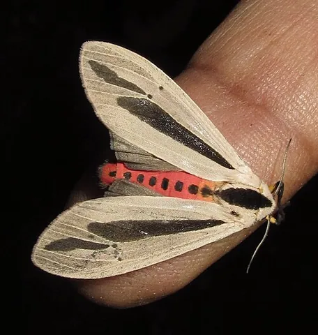 baphomet moth: creatonotos gangis, an arctiine moth from Southeast Asia and Australia
