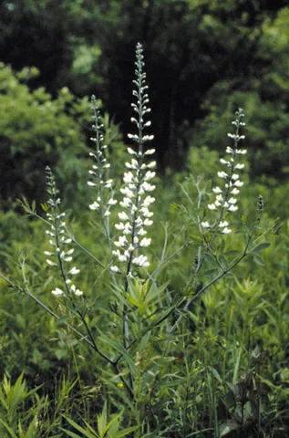 baptisia: any of various ornamental plants of the genus Baptisia