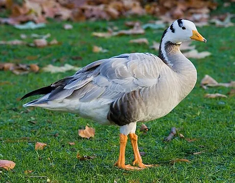bar-headed goose: a species of goose (Anser indicus)