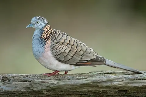 bar-shouldered dove: a pigeon of species Geopelia humeralis, of Australia and New Guinea