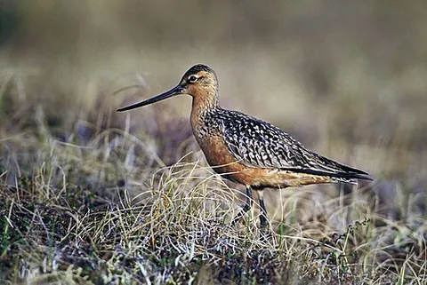 bar-tailed godwit: a wader, of the species Limosa lapponica, a type of godwit, of the Scolopacidae family