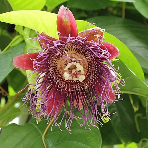 barbadine: passiflora quadrangularis, a passionflower producing a large edible fruit