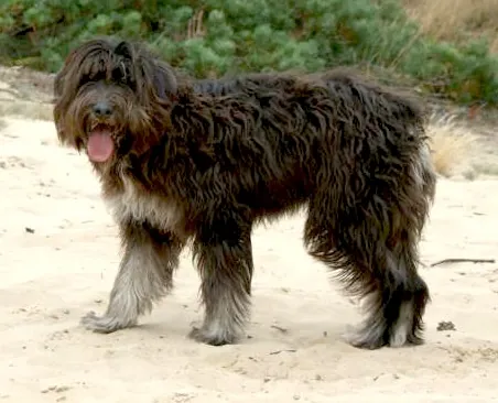 barbado da terceira: a Portuguese breed of herding and guard dog from the Atlantic island of Tarceira in the Azores, for...
