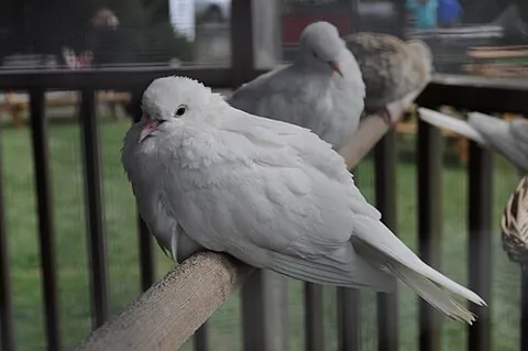 barbary dove: a domesticated dove with an unclear taxonomic classification, often treated as its own species as,...