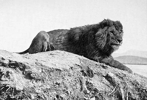 barbary lion: any of the North African population, now extinct in the wild, of the lion subspecies Panthera leo...