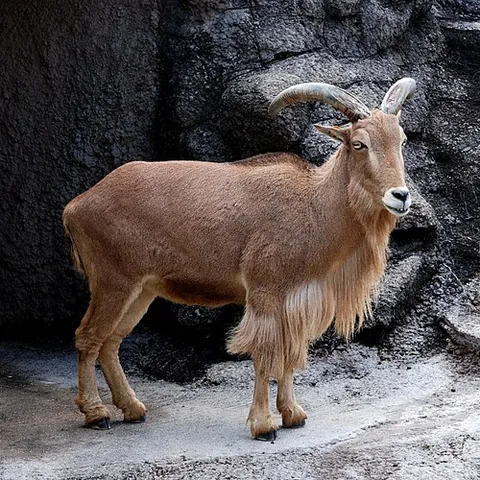 barbary sheep: a wild North African caprid (not a true sheep), Ammotragus lervia