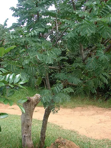 barbatimao: a South American mimosa tree, Stryphnodendron adstringens (formerly Stryphnodendron barbatimao),...