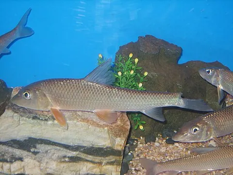 barbel steed: a freshwater fish of species Hemibarbus labeo, of East Asia