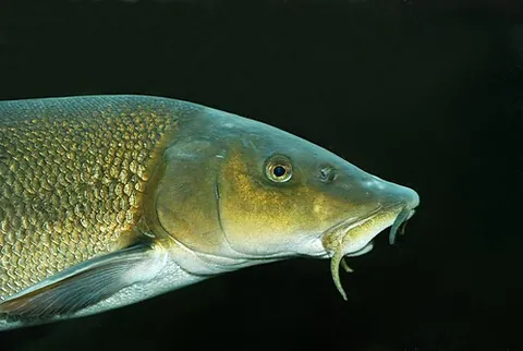 barbel: a freshwater fish of the genus Barbus or other closely related taxa in the cyprinid family