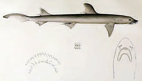 barbeled houndshark: a species of ground shark, Leptocharias smithii, found in the coastal waters of the eastern...