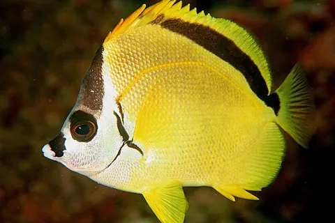 barberfish: johnrandallia nigrirostris, a cleaner fish