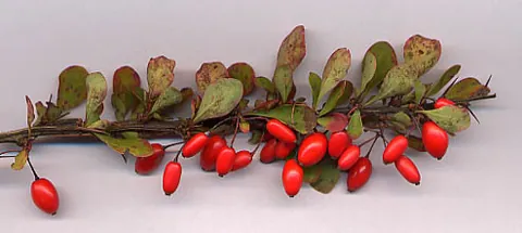barberry: any of the thorny shrubs of genus Berberis, which bear yellow flowers and red or blue-black berries
