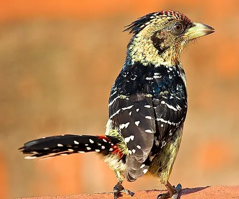 barbet: any of numerous arboreal birds of the families Capitonidae, Lybiidae, and Megalaimidae, within the...