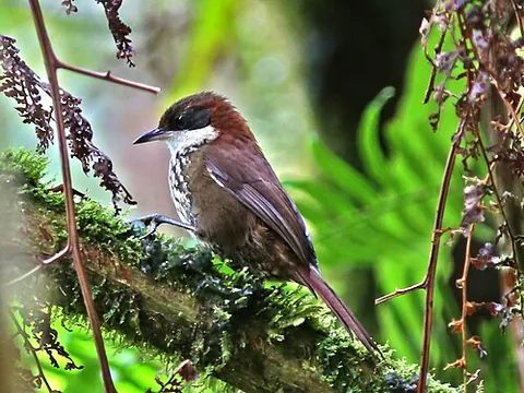 barbtail: any of the birds in the genera Premnornis, Premnoplex and Roraimia, found in South America