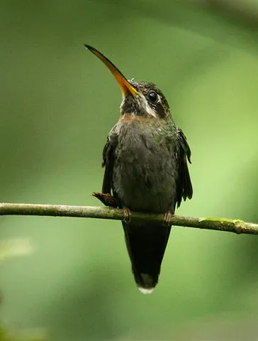barbthroat: any of the birds in the genus Threnetes, found in Central America and South America