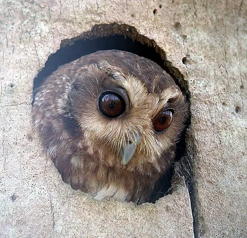 bare-legged owl: margarobyas lawrencii, a species of owl endemic to Cuba