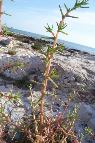 barilla: any of several not closely related saltmarsh plants that were once burnt to obtain soda ash, such...