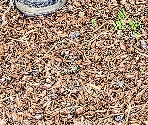 bark dust: shredded, ground, or chipped wood used for landscaping, gardening, or composting