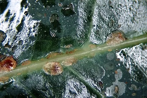 bark louse: any insect of the family Coccidae, that infest the bark of trees and vines