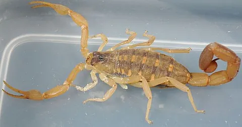 bark scorpion: any of various scorpions of the genus Centruroides
