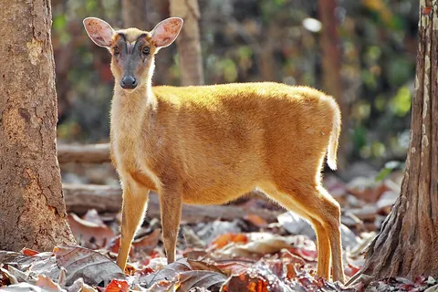 barking deer: synonym of muntjac