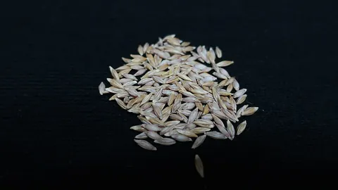 barley: a cereal of the species Hordeum vulgare or its grains, often used as food or to make beer and other...