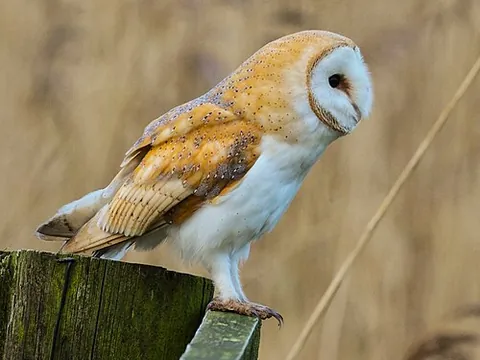 barn owl: an owl of the species Tyto alba, often having a white face and commonly found in barns and other...