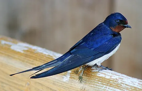 barn swallow: hirundo rustica, the most widespread species of swallow in the world; a distinctive passerine bird...