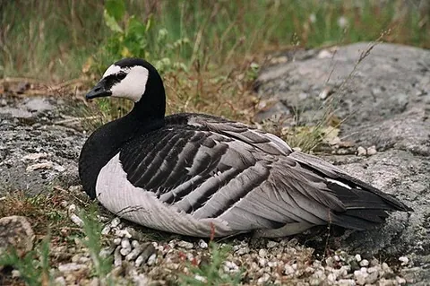 barnacle goose: a black and white species of bird within the family Anatidae from the northern hemisphere, Branta...