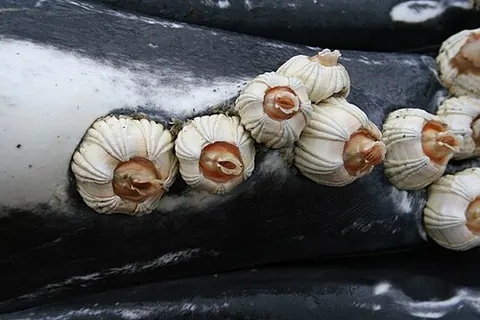 barnacle: a marine crustacean of the subclass Cirripedia that attaches itself to submerged surfaces such as...